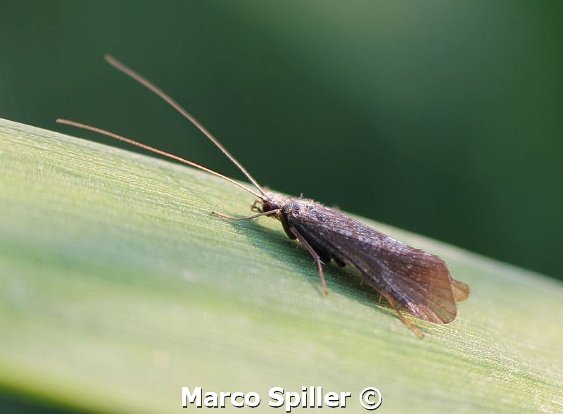 Hydropsyche sp. milanese